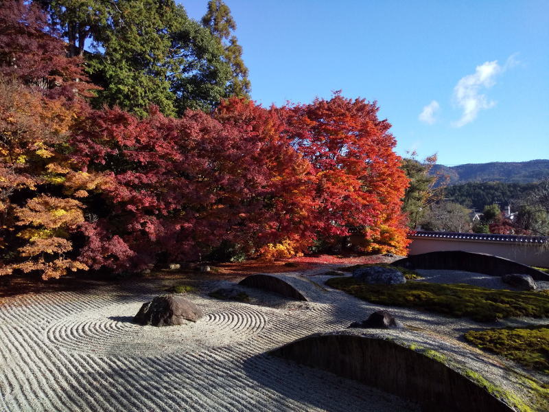 実相院 19 お寺は小さいけど紅葉の印象は大 京都ブログガイド