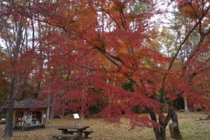 母と子の森 2019 / 京都 ブログ ガイド