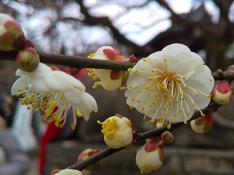京都 観光・旅行 2020 梅 / 京都 ブログ ガイド