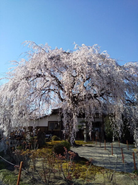 本満寺 垂れ桜 2020 / 京都 ブログ ガイド
