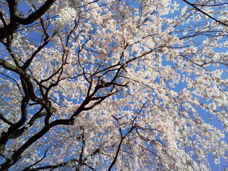 本満寺 垂れ桜 2020 / 京都 ブログ ガイド