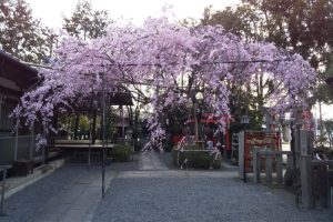 水火天満宮 枝垂桜 2020 / 京都 ブログ ガイド