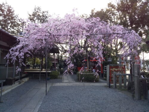 水火天満宮 枝垂桜 2020 / 京都 ブログ ガイド