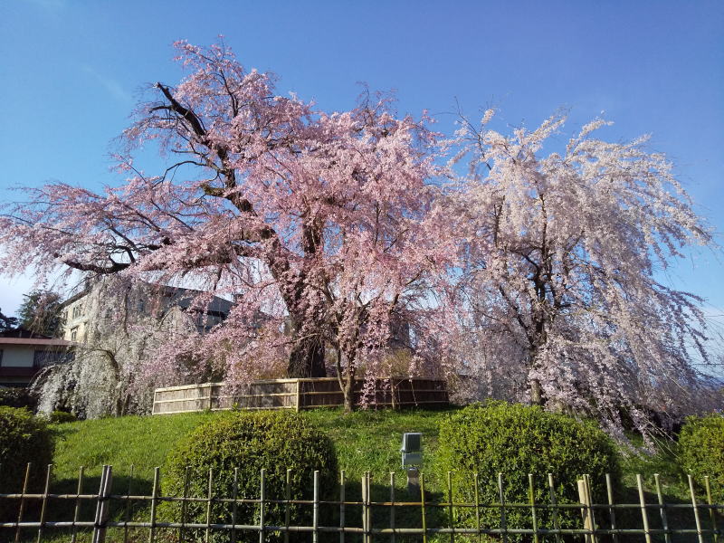 京都 おすすめ 桜スポット 円山公園 祇園枝垂桜 2020 / 京都 ブログ ガイド