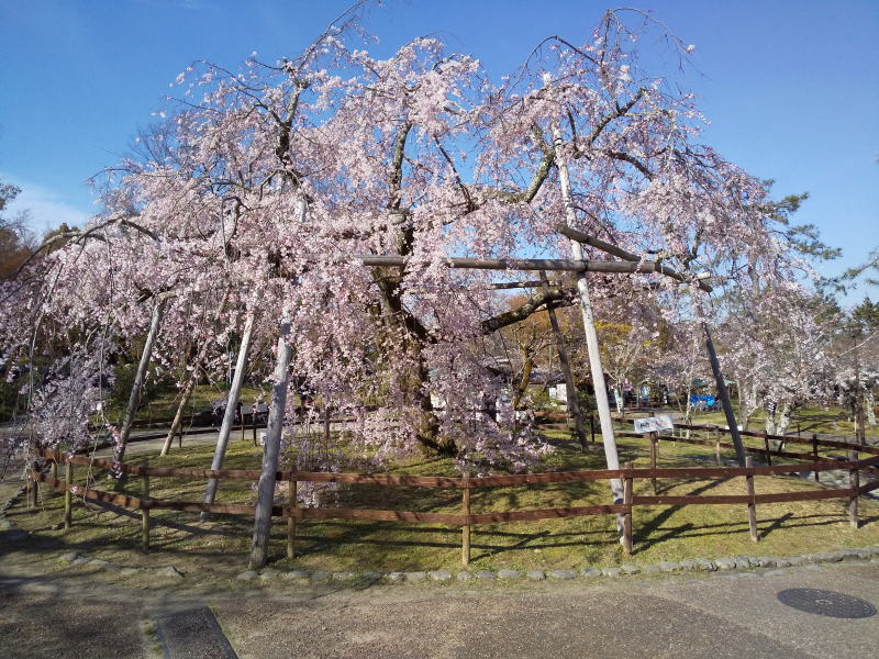 円山公園 祇園枝垂桜 2020 / 京都 ブログ ガイド