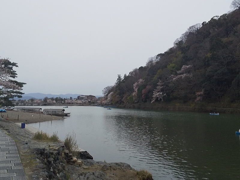 嵐山 2020 桜 /京都 ブログ ガイド