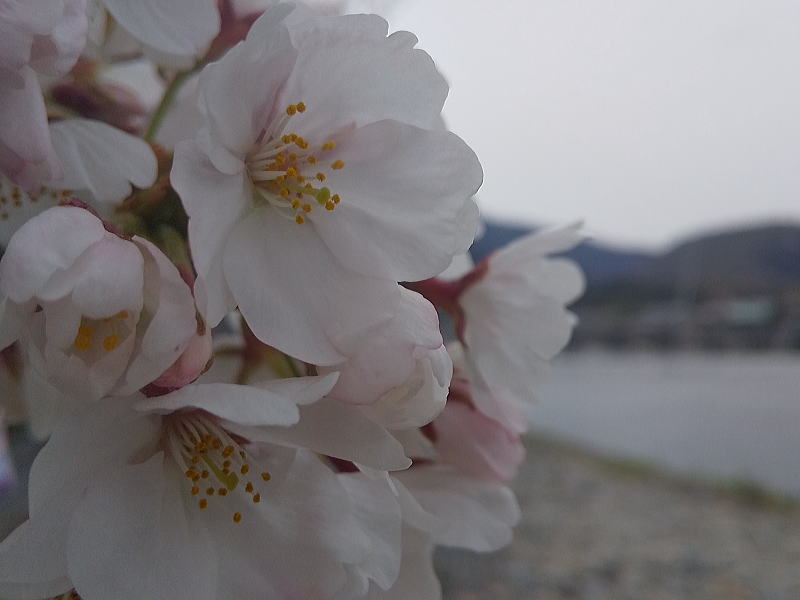 嵐山 桜 2020 /京都 ブログ ガイド