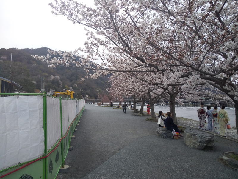 嵐山 桜 2020 /京都 ブログ ガイド