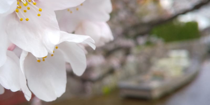 木屋町 桜 2020 / 京都 ブログ ガイド