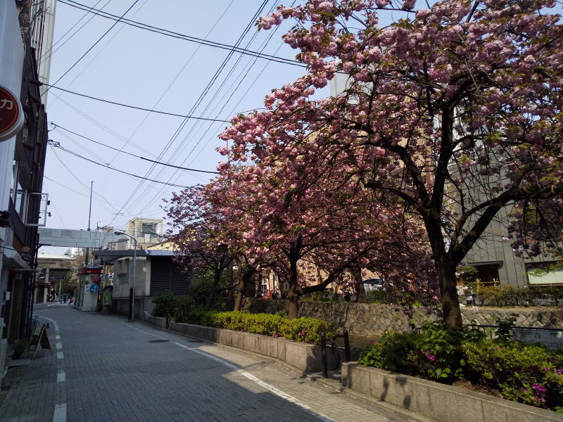 八重桜 ( 牡丹桜 ) / 京都 ブログ ガイド