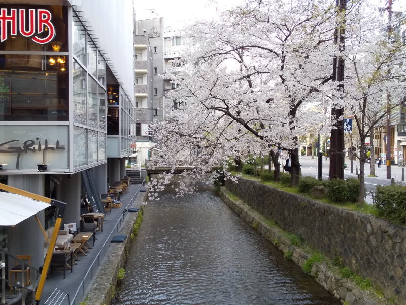 木屋町 桜 2020 / 京都 ブログ ガイド