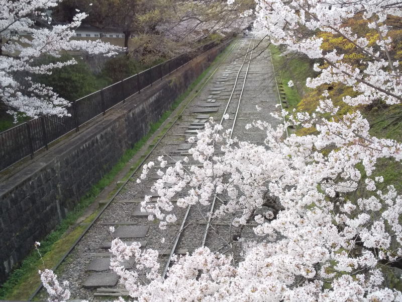 インクラインの桜 2020 / 京都 ブログ ガイド