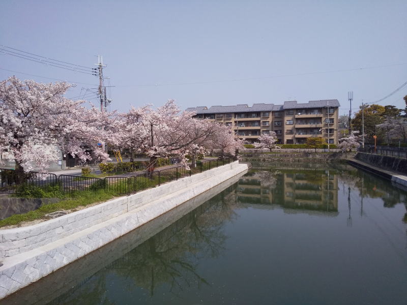 岡崎 琵琶湖疎水沿いの桜 2020 / 京都 ブログ ガイド
