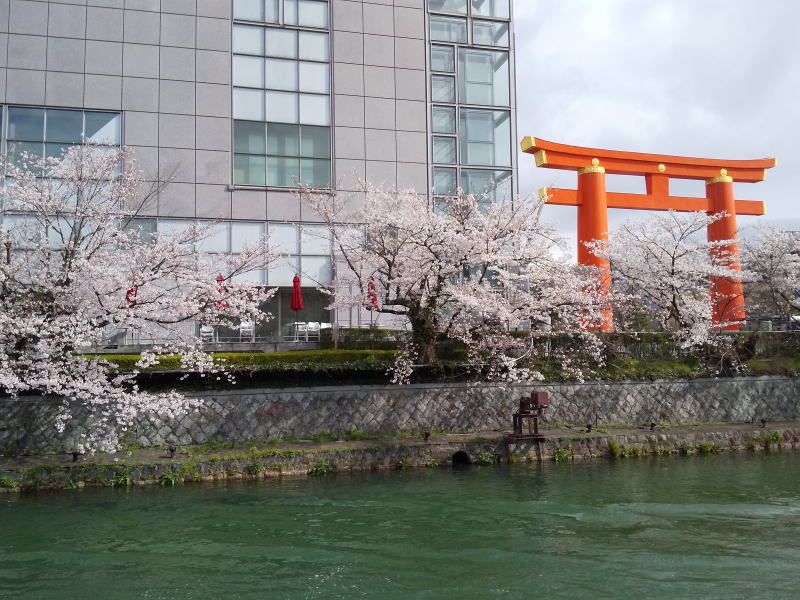 岡崎 琵琶湖疎水沿いの桜 2020 / 京都 ブログ ガイド