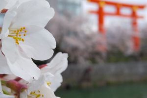 2021年4月 京都イベント情報岡崎 琵琶湖疎水沿いの桜 2020