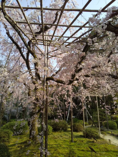 平安神宮 桜 2020 / 京都 ブログ ガイド