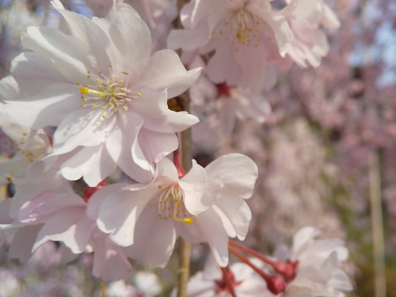 平安神宮 桜 2020 / 京都 ブログ ガイド