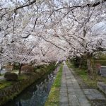 哲学の道 桜 2020 / 京都 ブログ ガイド