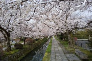 哲学の道 桜 2020 / 京都 ブログ ガイド
