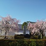 京都 遅咲き 桜 妙顕寺 桜 2020 / 京都 ブログ ガイド