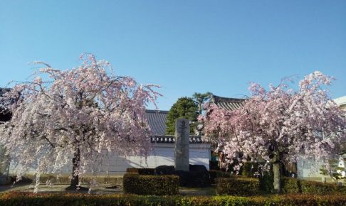 京都 遅咲き 桜 妙顕寺 桜 2020 / 京都 ブログ ガイド