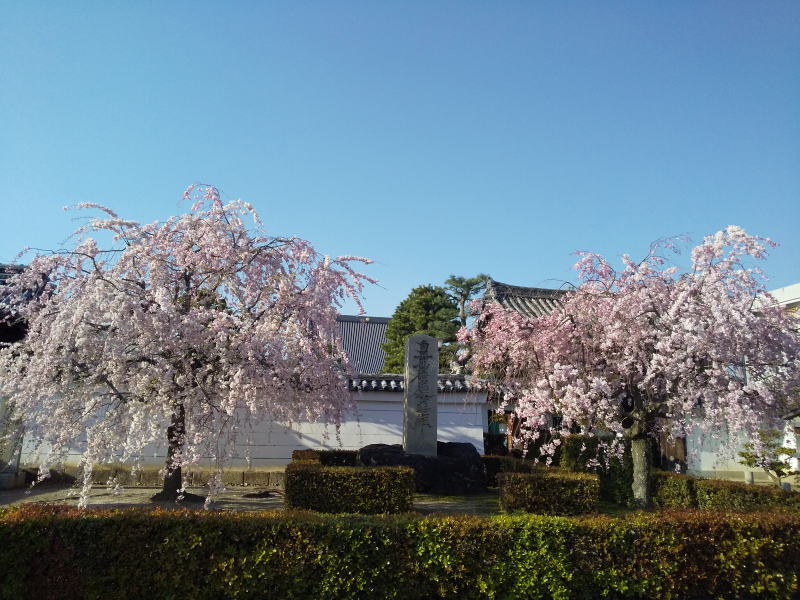 京都 遅咲きの桜 妙顕寺 2020 / 京都ブログガイド