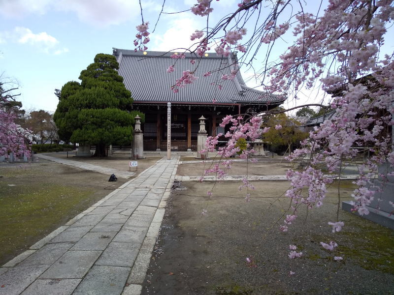 妙顕寺 桜 2020 / 京都 ブログ ガイド