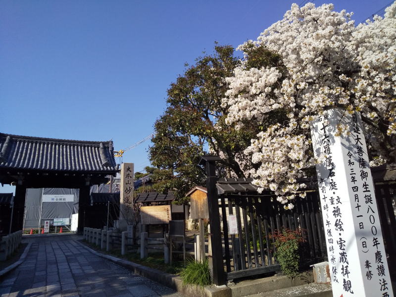 妙蓮寺 桜 2020 / 京都 ブログ ガイド