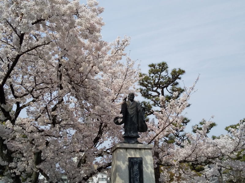 妙蓮寺 桜 2020 / 京都 ブログ ガイド
