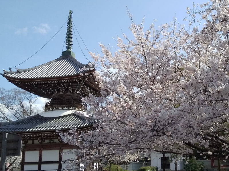 本法寺 桜 2020 / 京都 ブログ ガイド