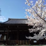 立本寺 桜 2020 / 京都 ブログ ガイド