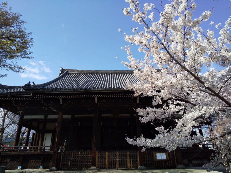 立本寺 桜 2020 / 京都 ブログ ガイド