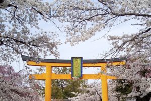 平野神社 桜 2020 / 京都 ブログ ガイド