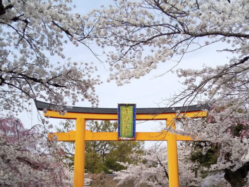 平野神社 桜 2020 / 京都 ブログ ガイド