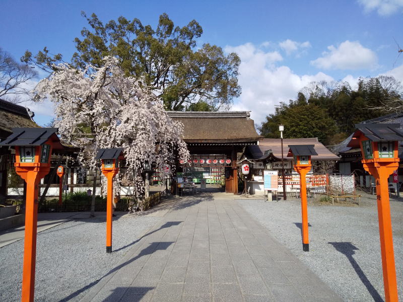 平野神社 桜 2020 / 京都 ブログ ガイド