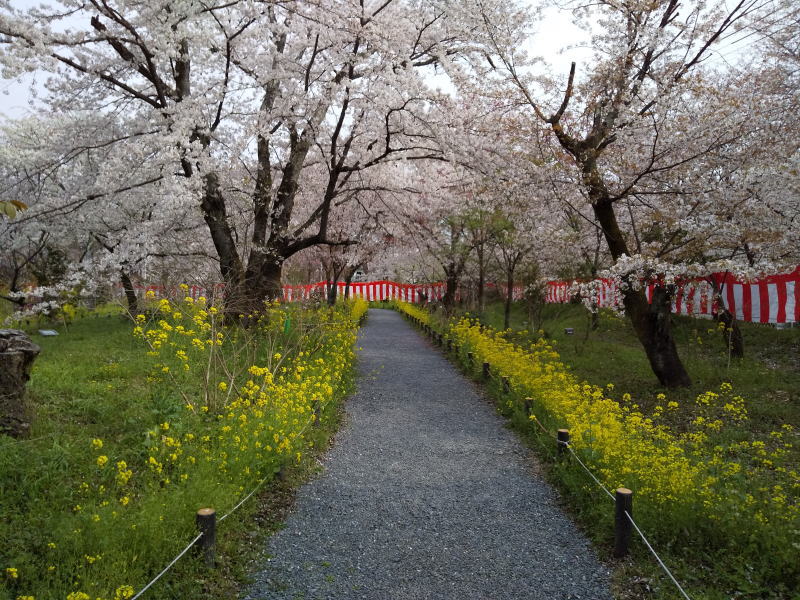 京都 おすすめ 桜スポット 平野神社 桜 2020 / 京都 ブログ ガイド