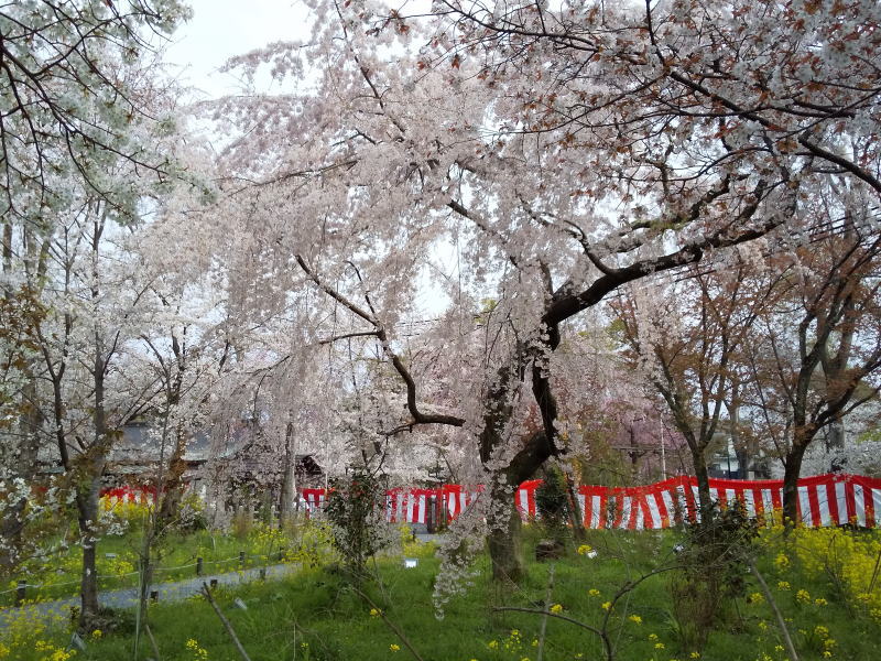 京都 おすすめ 桜スポット 平野神社 桜 2020 / 京都 ブログ ガイド