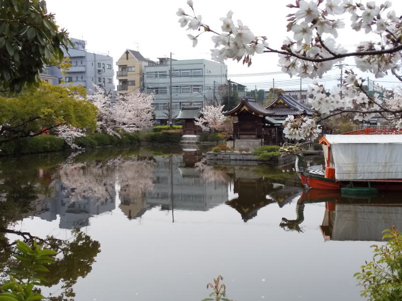 神泉苑 桜 2020 / 京都 ブログ ガイド