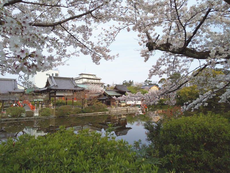 神泉苑 桜 2020 / 京都 ブログ ガイド