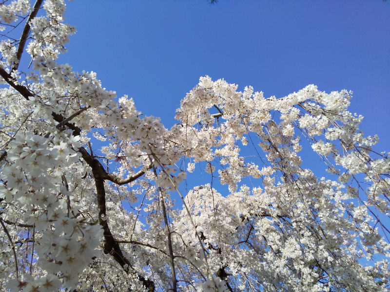 京都御所 近衛邸跡 桜 2020 / 京都 ブログ ガイド