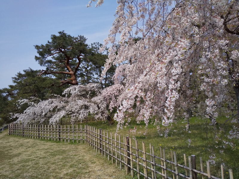 京都御所 近衛邸跡 桜 2020 / 京都 ブログ ガイド
