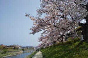 高野川 桜 2020 / 京都 ブログ ガイド