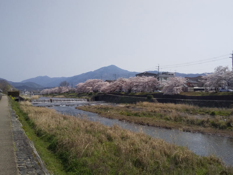 高野川 桜 2020 / 京都 ブログ ガイド