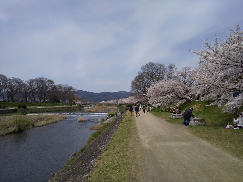 賀茂川 桜 2020 / 京都 ブログ ガイド