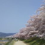 賀茂川 桜 2020 / 京都 ブログ ガイド