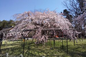 上賀茂神社 桜 2020 / 京都 ブログ ガイド