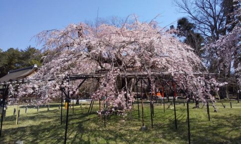 上賀茂神社 桜 2020 / 京都 ブログ ガイド