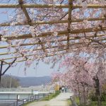 半木の道 八重紅枝垂れ桜 2020 / 京都 ブログ ガイド