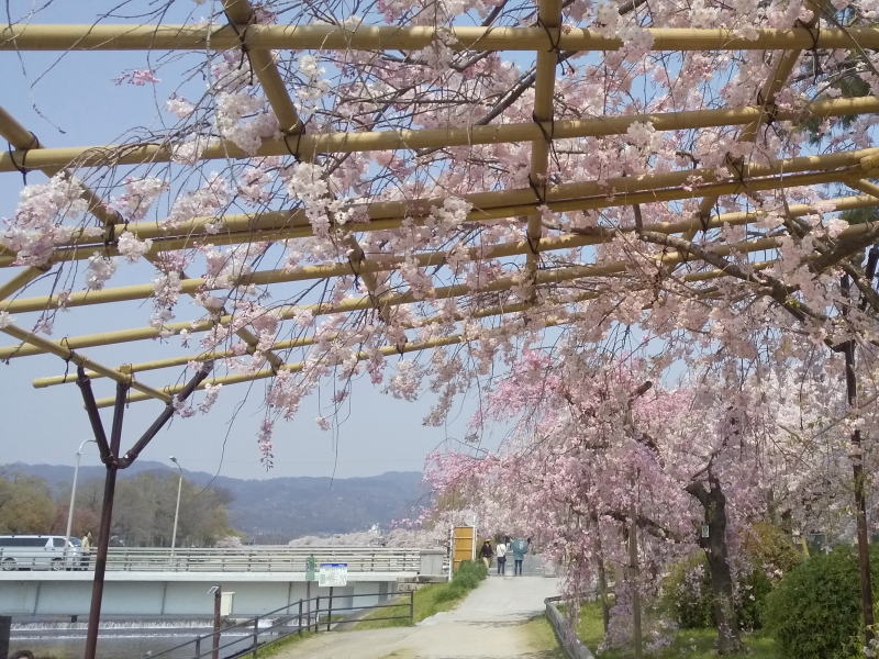 京都 遅咲きの桜 半木の道 八重紅枝垂れ桜 2020 / 京都ブログガイド