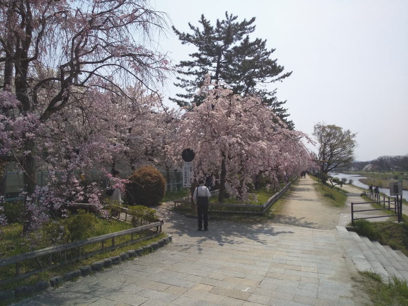 半木の道 八重紅枝垂れ桜 2020 / 京都 ブログ ガイド